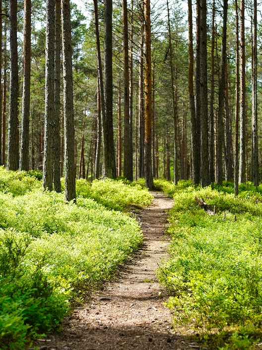 Polku kangasmetsässä